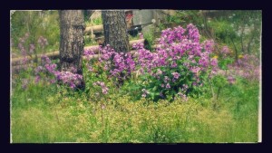 20150412_120420-EFFECTS