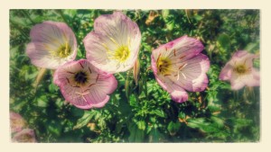 20150510_103144-EFFECTS