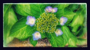 20150602_105609-EFFECTS