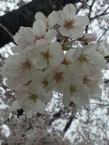 received_247716462237727