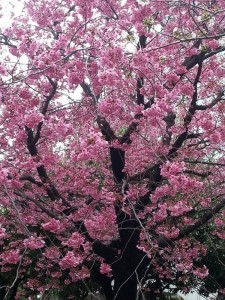 received_248342915508415