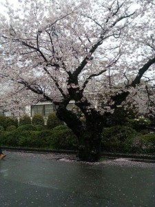 received_250271541982219